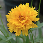 Coreopsis Grandiflora Sunray v. 9