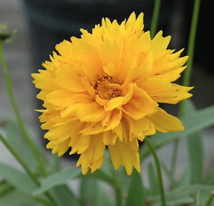Coreopsis Grandiflora Sunray v. 9