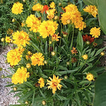 Coreopsis Grandiflora Sunray v. 9