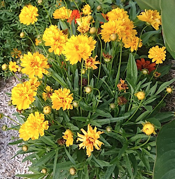 Coreopsis Grandiflora Sunray v. 9