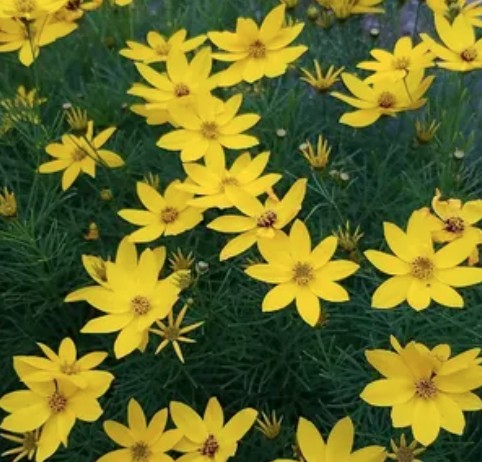 Coreopsis verticillata grandiflora v. 9