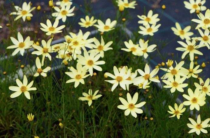 Coreopsis verticillata Moonbean v. 9
