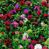 Dianthus Barbatus v.9