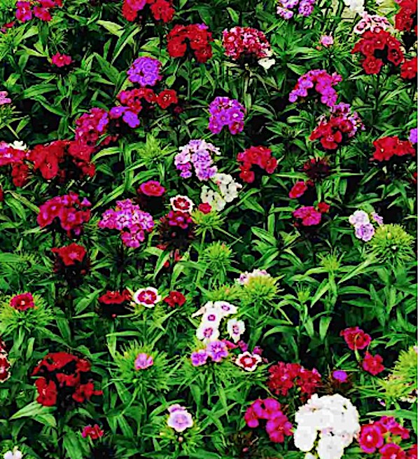 Dianthus Barbatus v.9