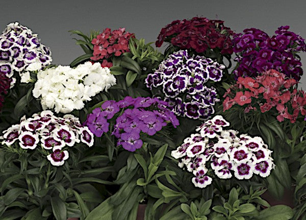 Dianthus Barbatus v.9