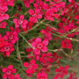 Dianthus Deltoides Flashing Light v.9