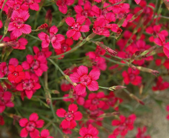 Dianthus Deltoides Flashing Light v.9