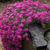 Dianthus Gratianapolitanus Baby Lom v 9