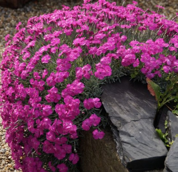 Dianthus Gratianapolitanus Baby Lom v 9