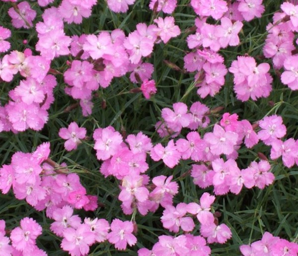 Dianthus Gratianapolitanus Eydangeri v 9