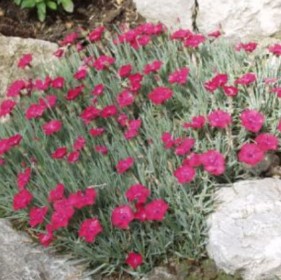 Dianthus Gratianapolitanus Badenia v. 9