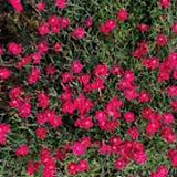 Dianthus Gratianapolitanus Rotkappchen  v. 9