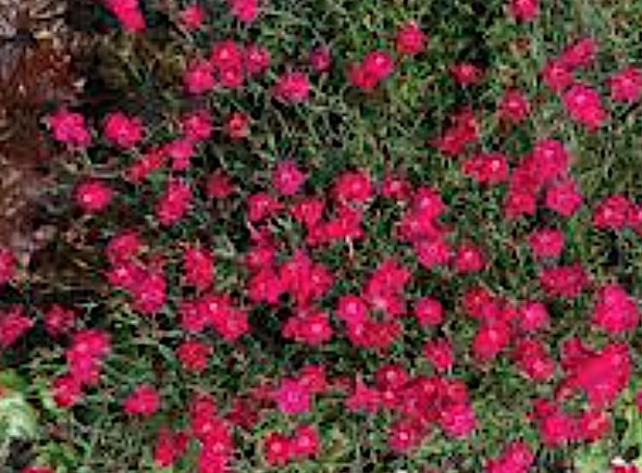 Dianthus Gratianapolitanus Rotkappchen  v. 9
