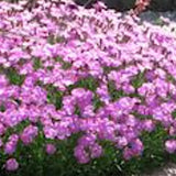 Dianthus Gratianapolitanus Stafa  v. 9