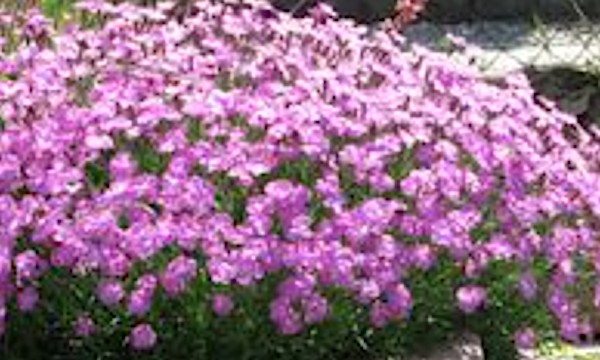 Dianthus Gratianapolitanus Stafa  v. 9