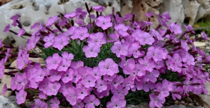 Dianthus Gratianapolitanus La Bourbille  v. 9