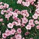 Dianthus Gratianapolitanus Nordstjernen  v. 9