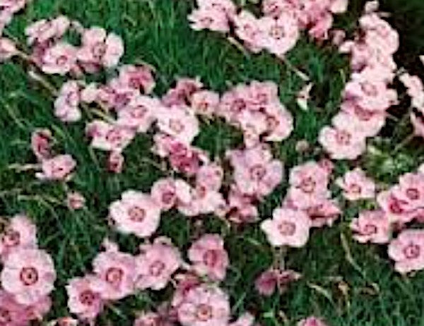 Dianthus Gratianapolitanus Nordstjernen  v. 9