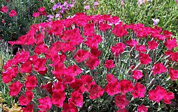 Dianthus Gratianapolitanus Rubin  v. 9