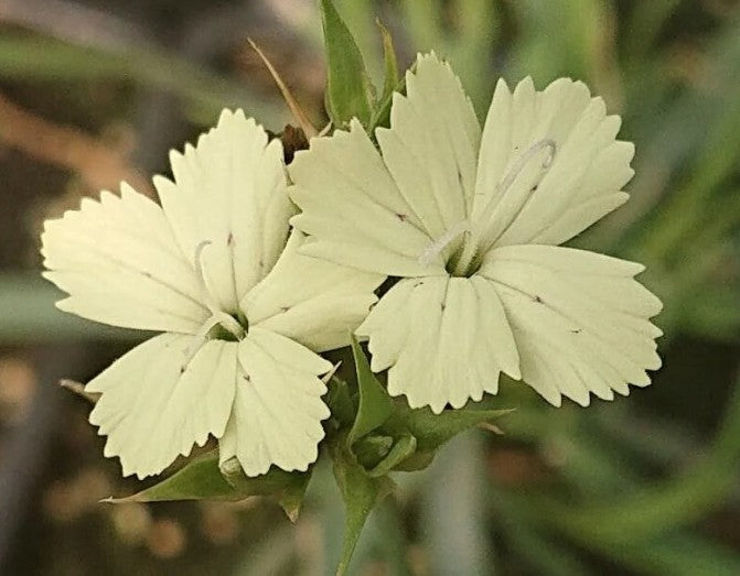 Dianthus Knappii  v. 9
