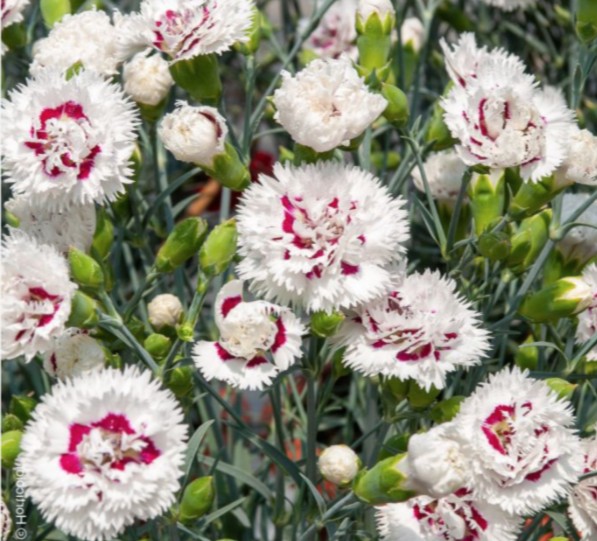 Dianthus Plumarius Ine  v. 9