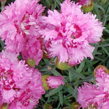 Dianthus Plumarius Maggie  v. 9