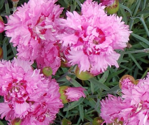 Dianthus Plumarius Maggie  v. 9