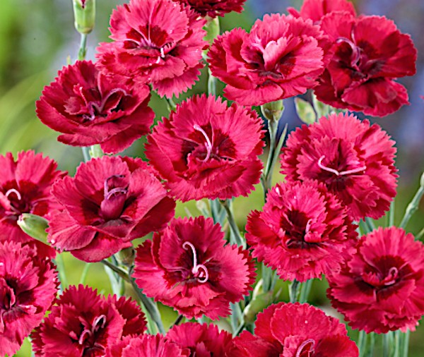 Dianthus Plumarius Munot  v. 9