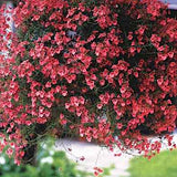 diascia cordata ruby field v. 9