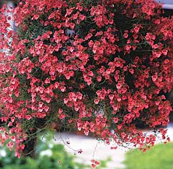 diascia cordata ruby field v. 9