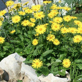Doronicum Caucasicum Magnificum v.9