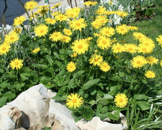 Doronicum Caucasicum Magnificum v.9