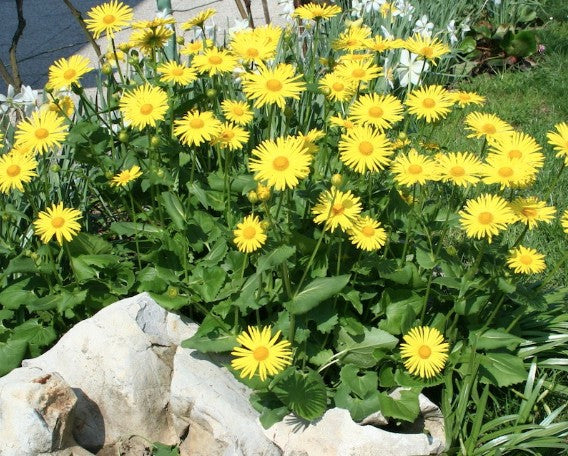 Doronicum Caucasicum Magnificum v.9