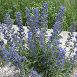 Echium Vulgare v.9