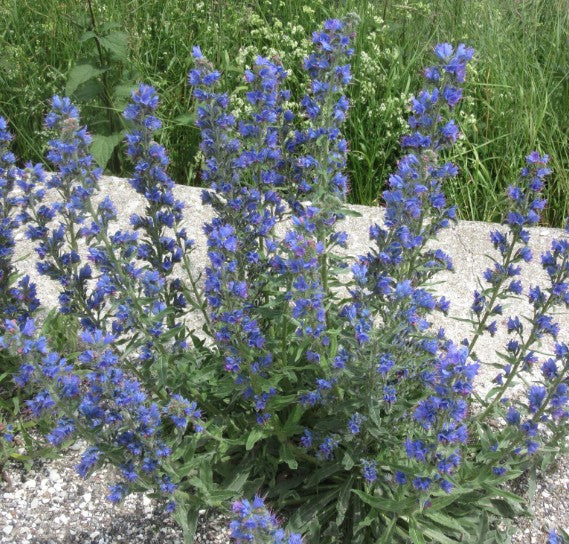 Echium Vulgare v.9
