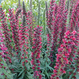 Echium Vulgare red Feathers v.9