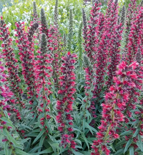 Echium Vulgare red Feathers v.9