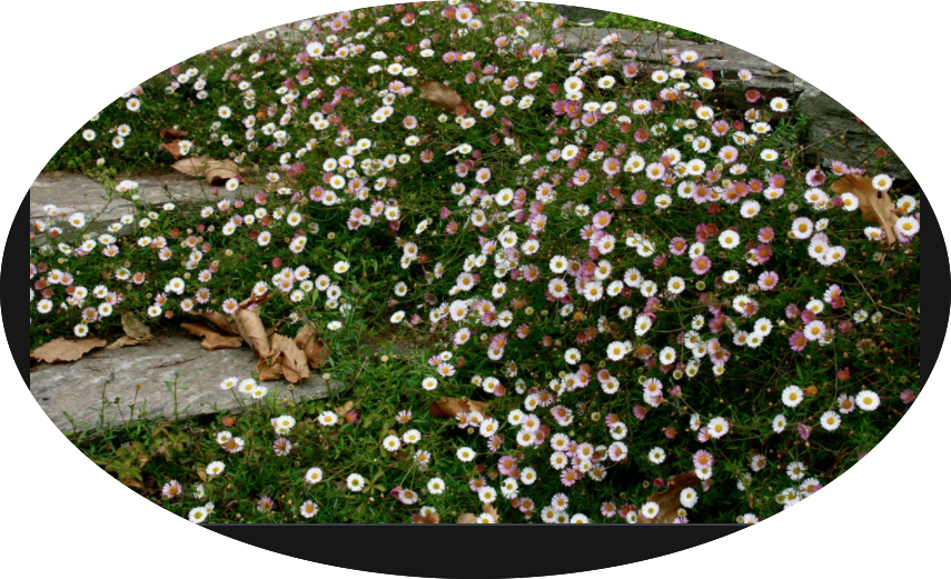 Erigeron karvinskianus vaso 9