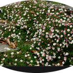 Erigeron karvinskianus vaso 9