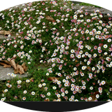 Erigeron karvinskianus vaso 9