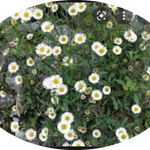 Erigeron karvinskianus vaso 9