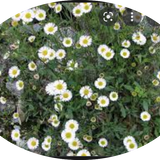 Erigeron karvinskianus vaso 9
