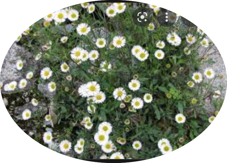 Erigeron karvinskianus vaso 9