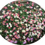 Erigeron karvinskianus vaso 9