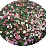 Erigeron karvinskianus vaso 9