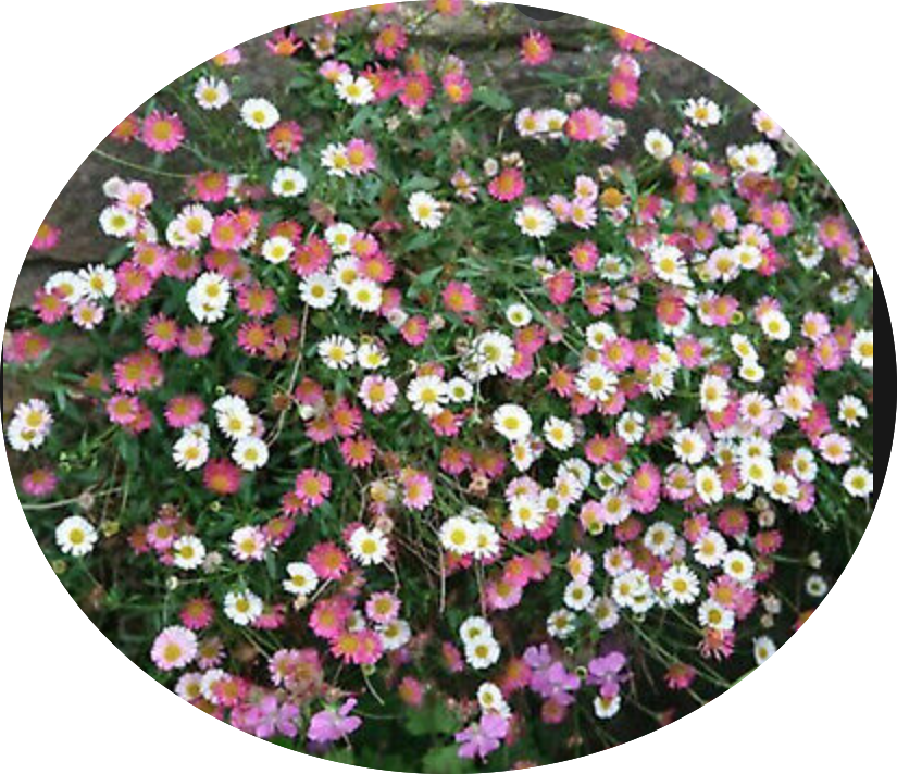 Erigeron karvinskianus vaso 9
