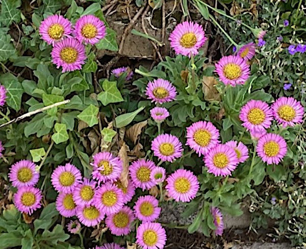 Erigeron karvinskianus glaucus vaso 9