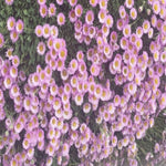 Erigeron karvinskianus glaucus vaso 9
