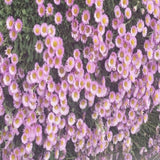 Erigeron karvinskianus glaucus vaso 9