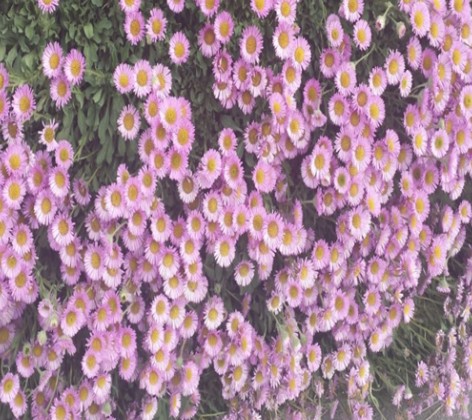 Erigeron karvinskianus glaucus vaso 9